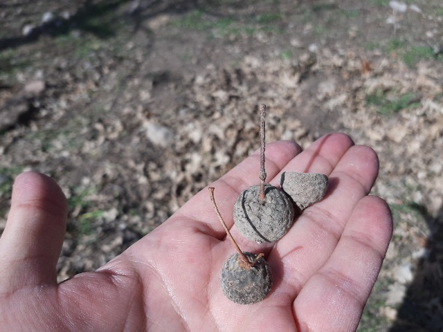 Quercus robur