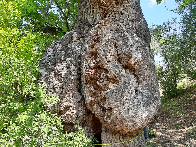 Quercus robur
