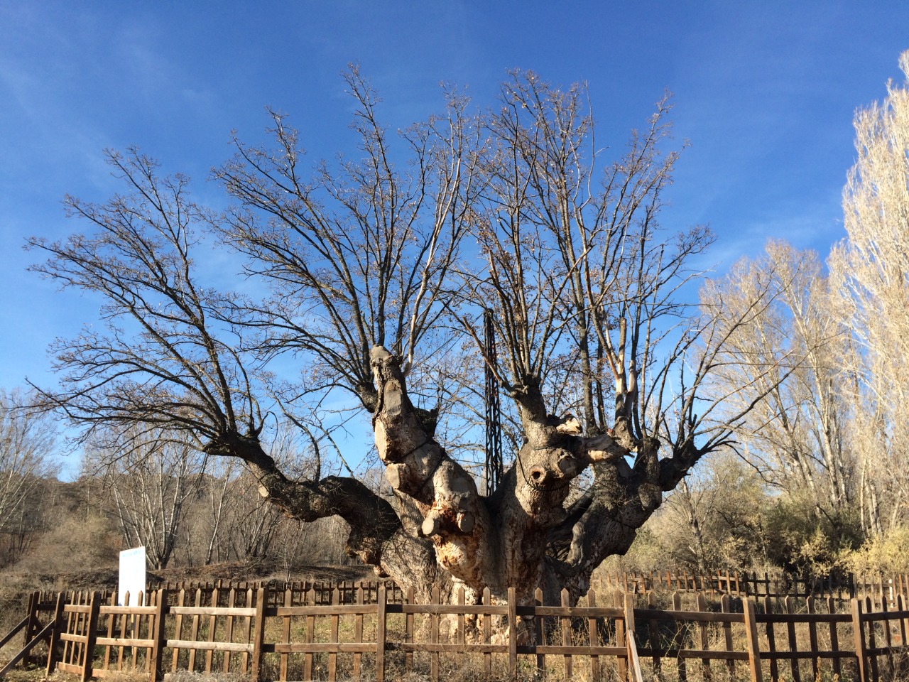 Quercus robur