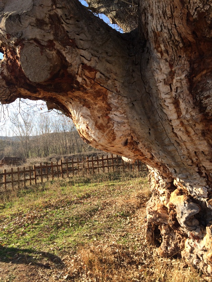 Quercus robur