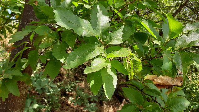 Quercus libani