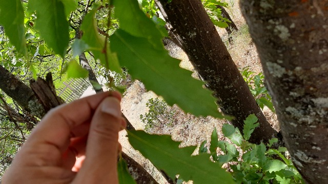 Quercus libani