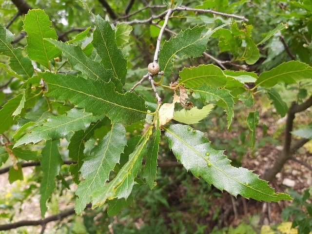 Quercus libani