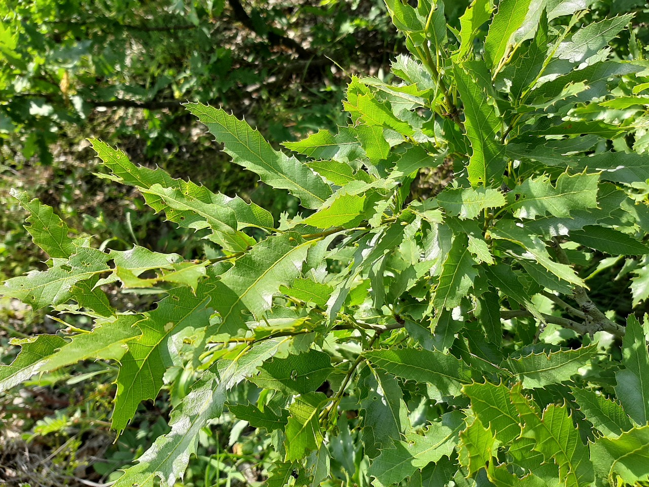 Quercus libani