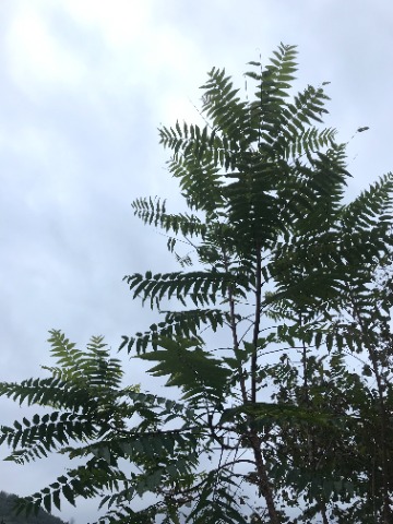 Ailanthus altissima