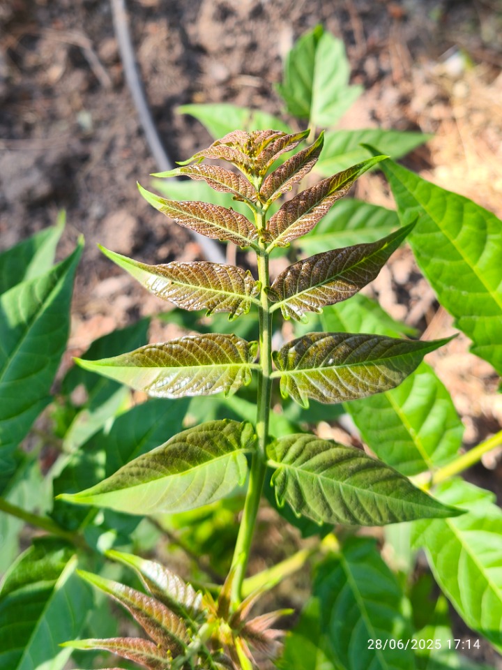 Ailanthus altissima