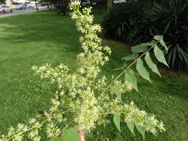 Ailanthus altissima