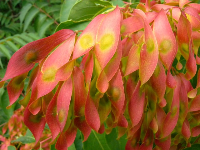 Ailanthus altissima