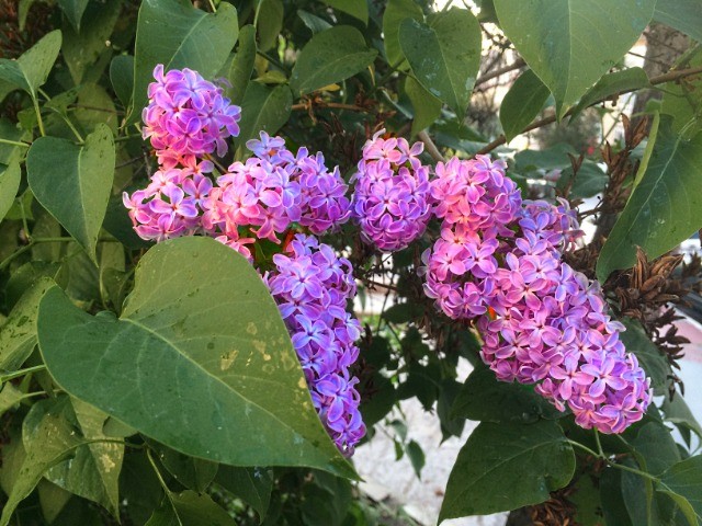 Syringa vulgaris