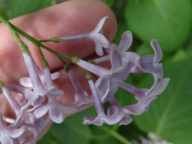 Syringa vulgaris