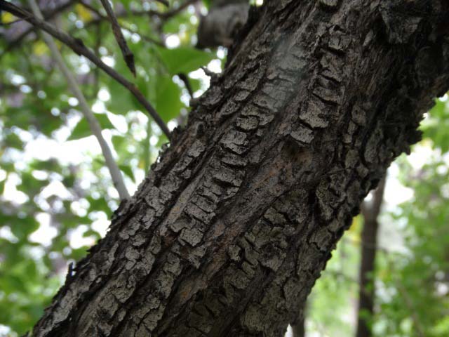 Syringa vulgaris