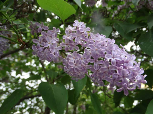 Syringa vulgaris