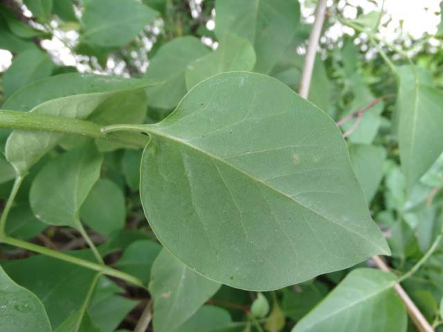 Syringa vulgaris