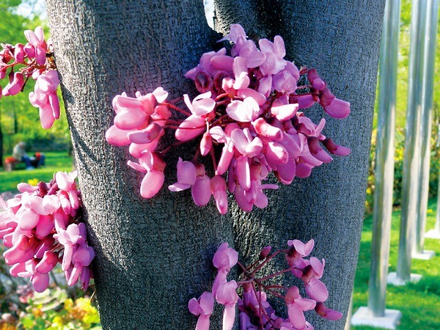 Cercis siliquastrum