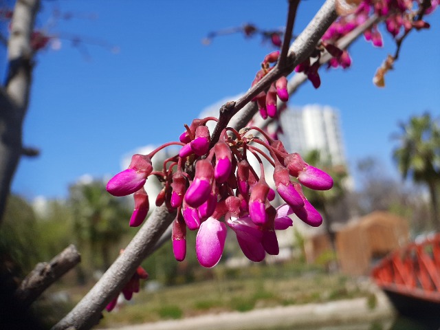 Cercis siliquastrum