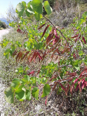 Cercis siliquastrum