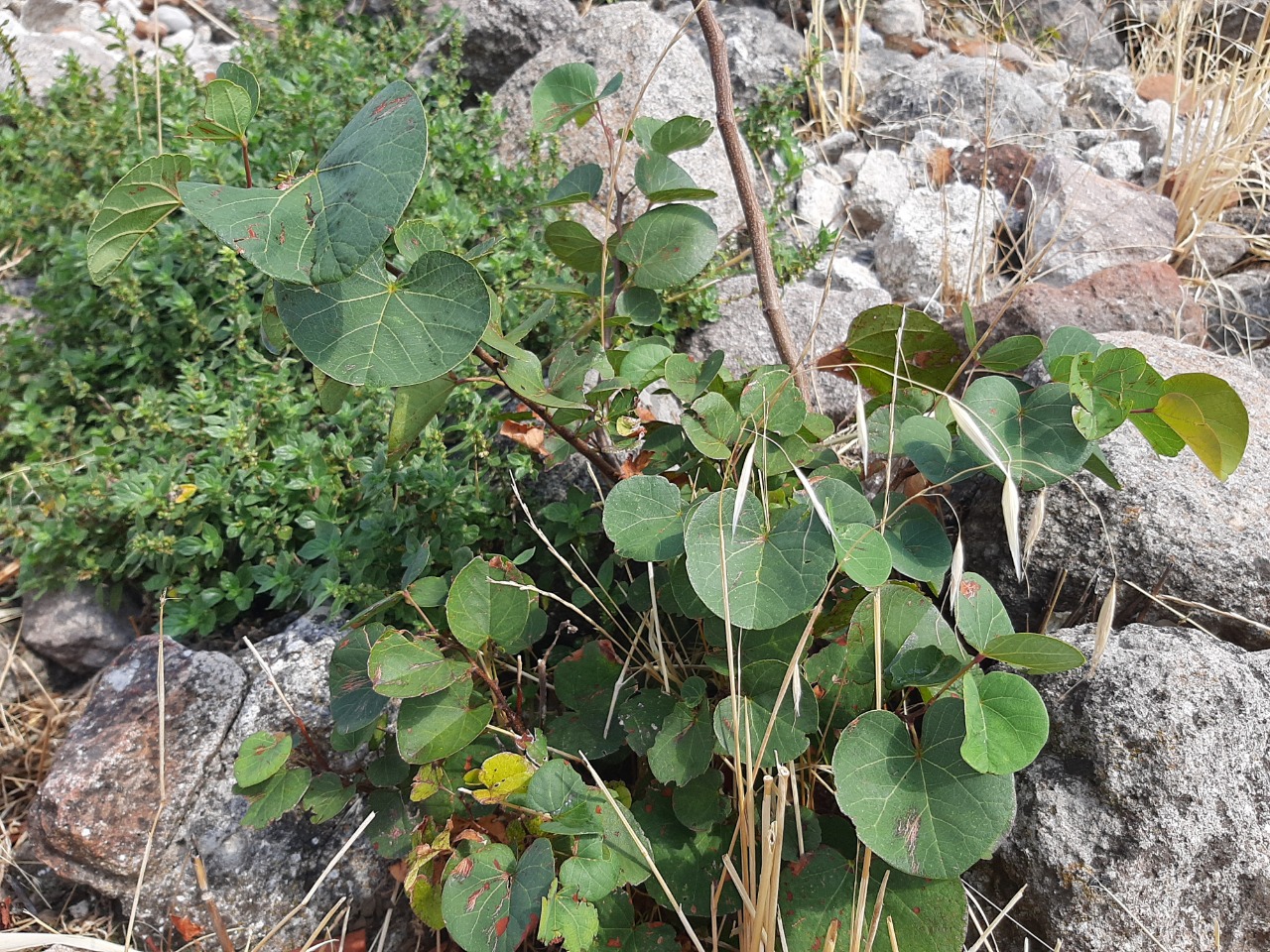 Cercis siliquastrum