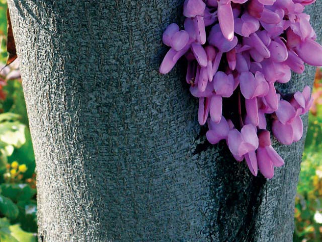 Cercis siliquastrum