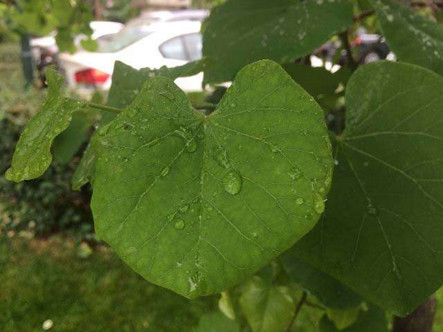 Cercis siliquastrum