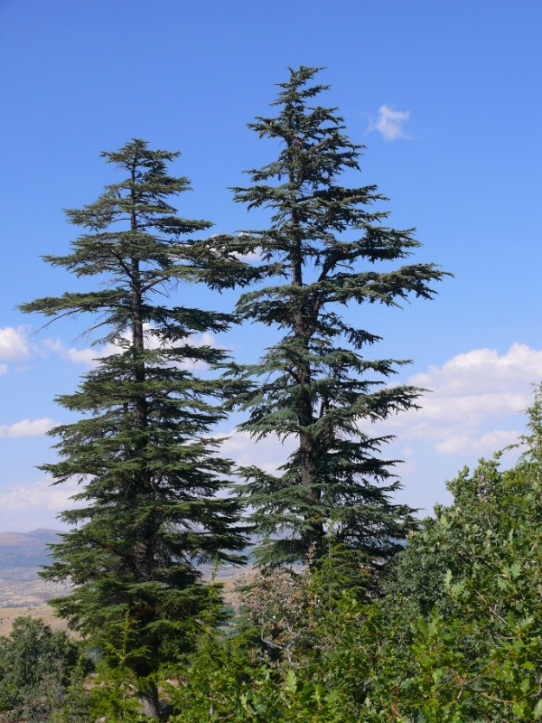 Cedrus libani