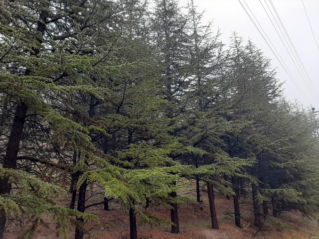 Cedrus libani