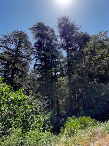 Cedrus libani