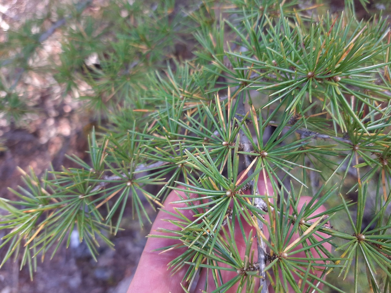 Cedrus libani