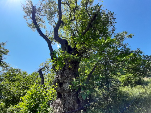 Juglans regia