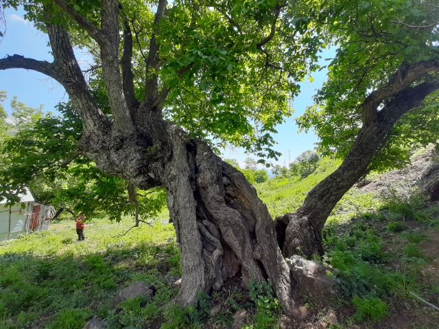 Juglans regia