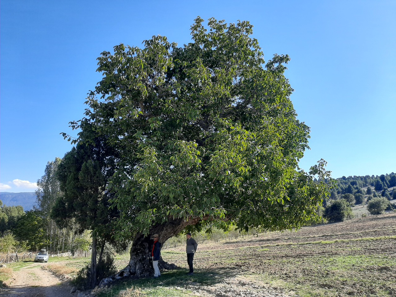 Juglans regia