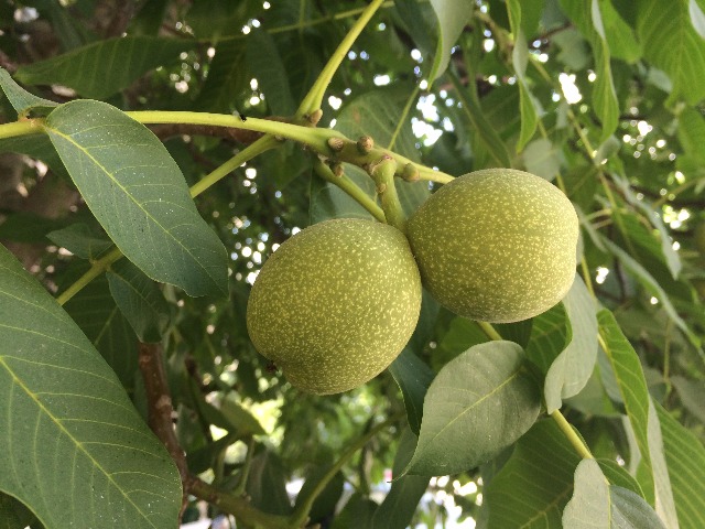 Juglans regia