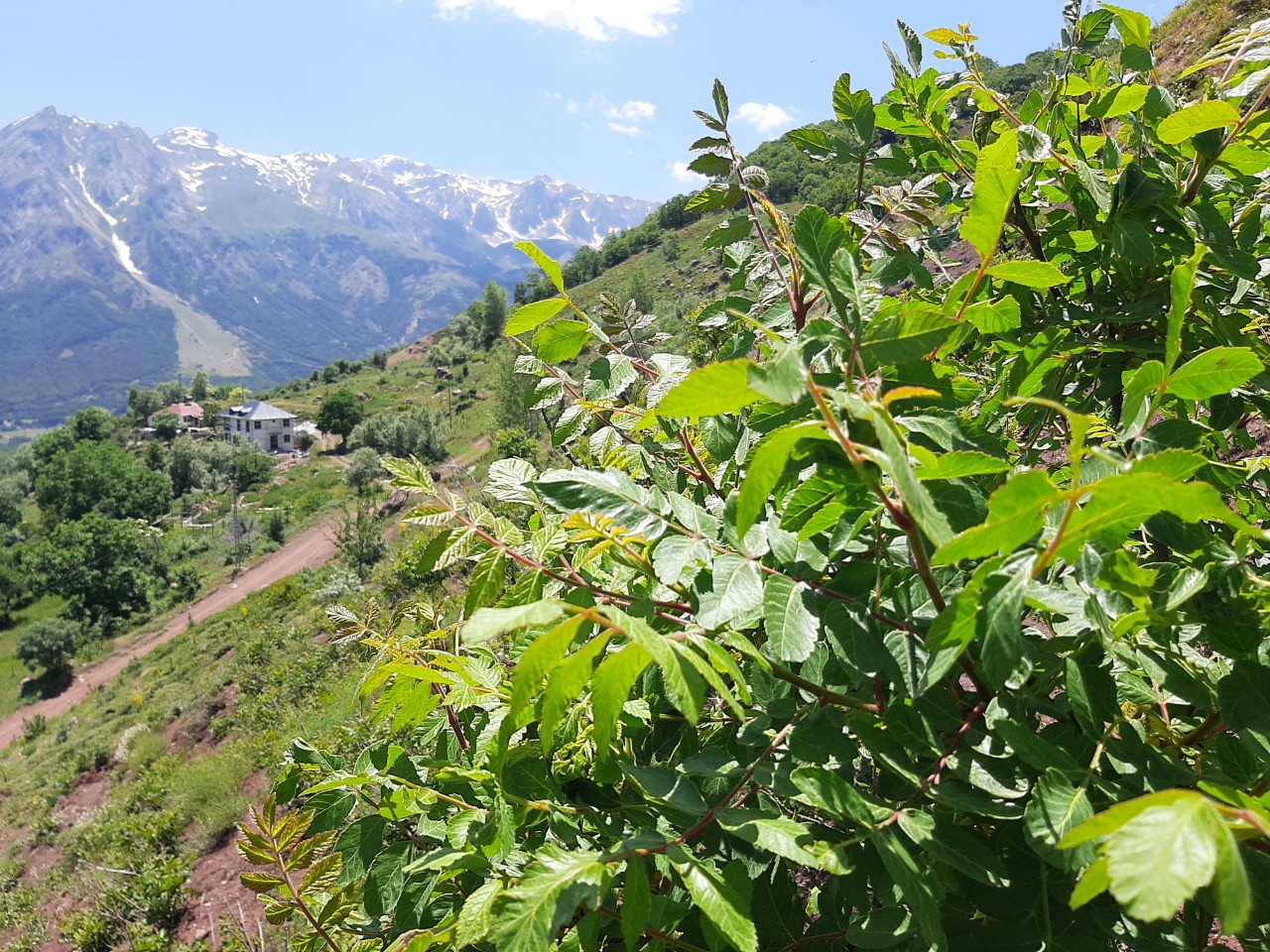 Rhus coriaria