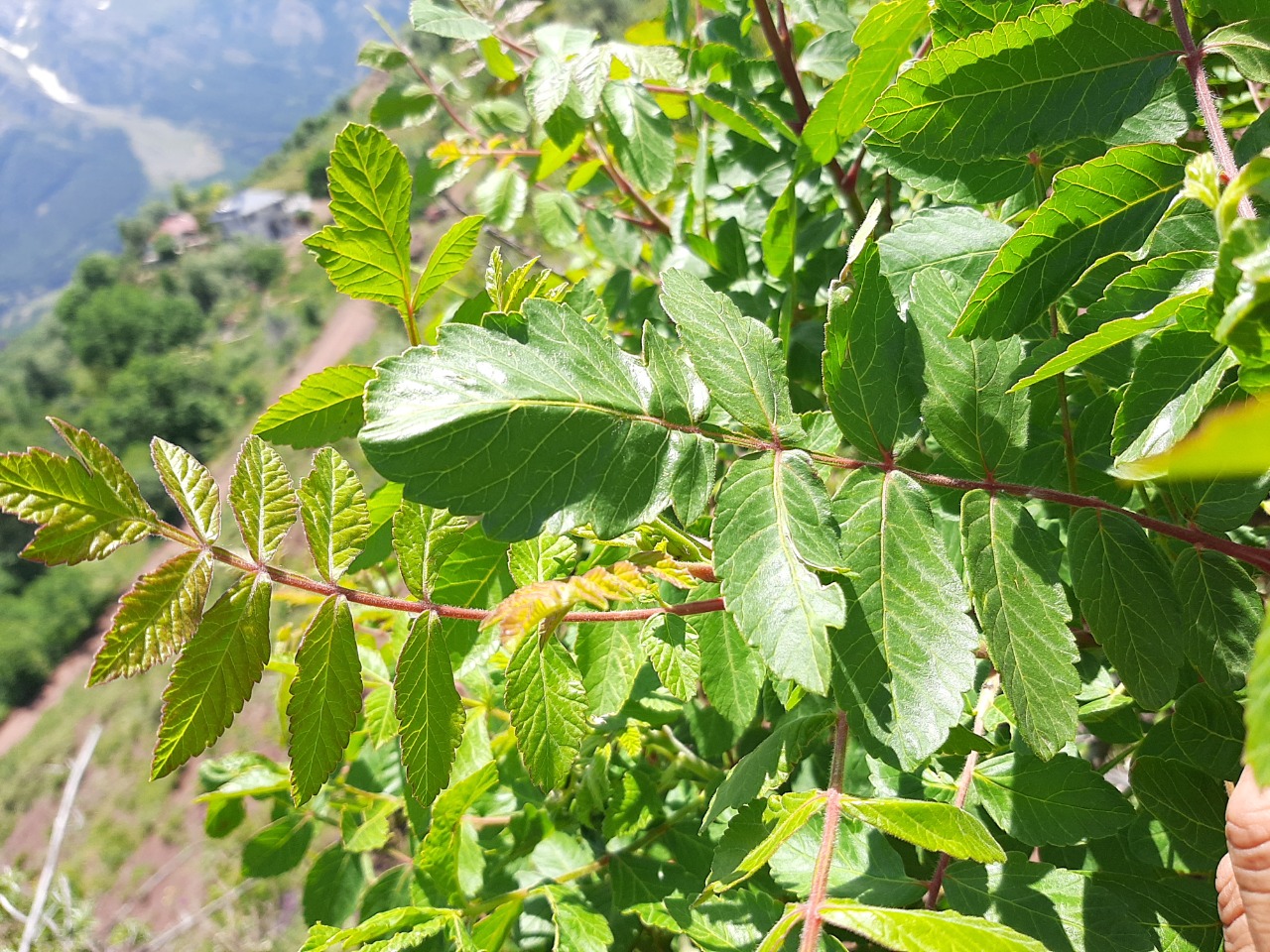 Rhus coriaria