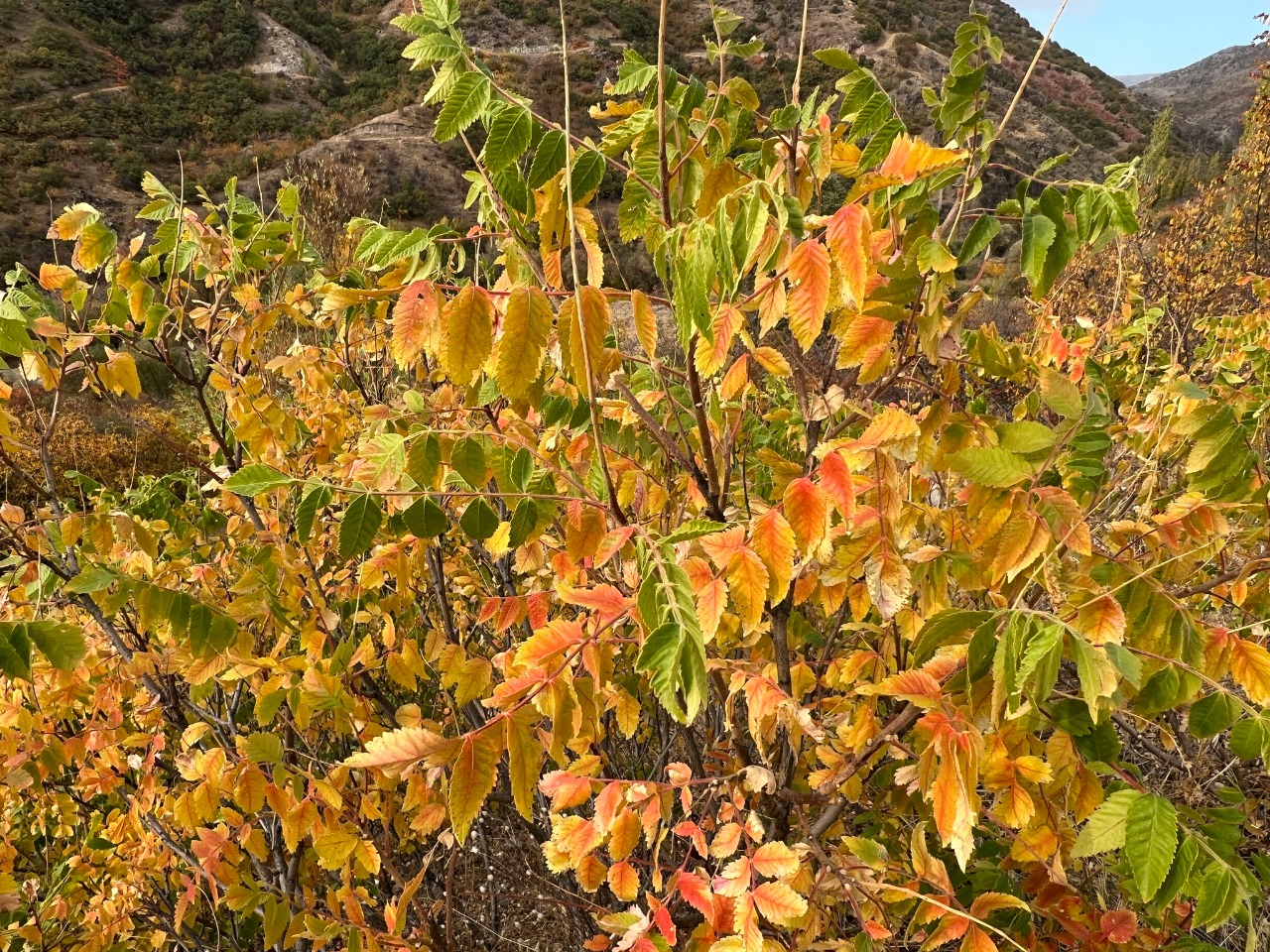 Rhus coriaria