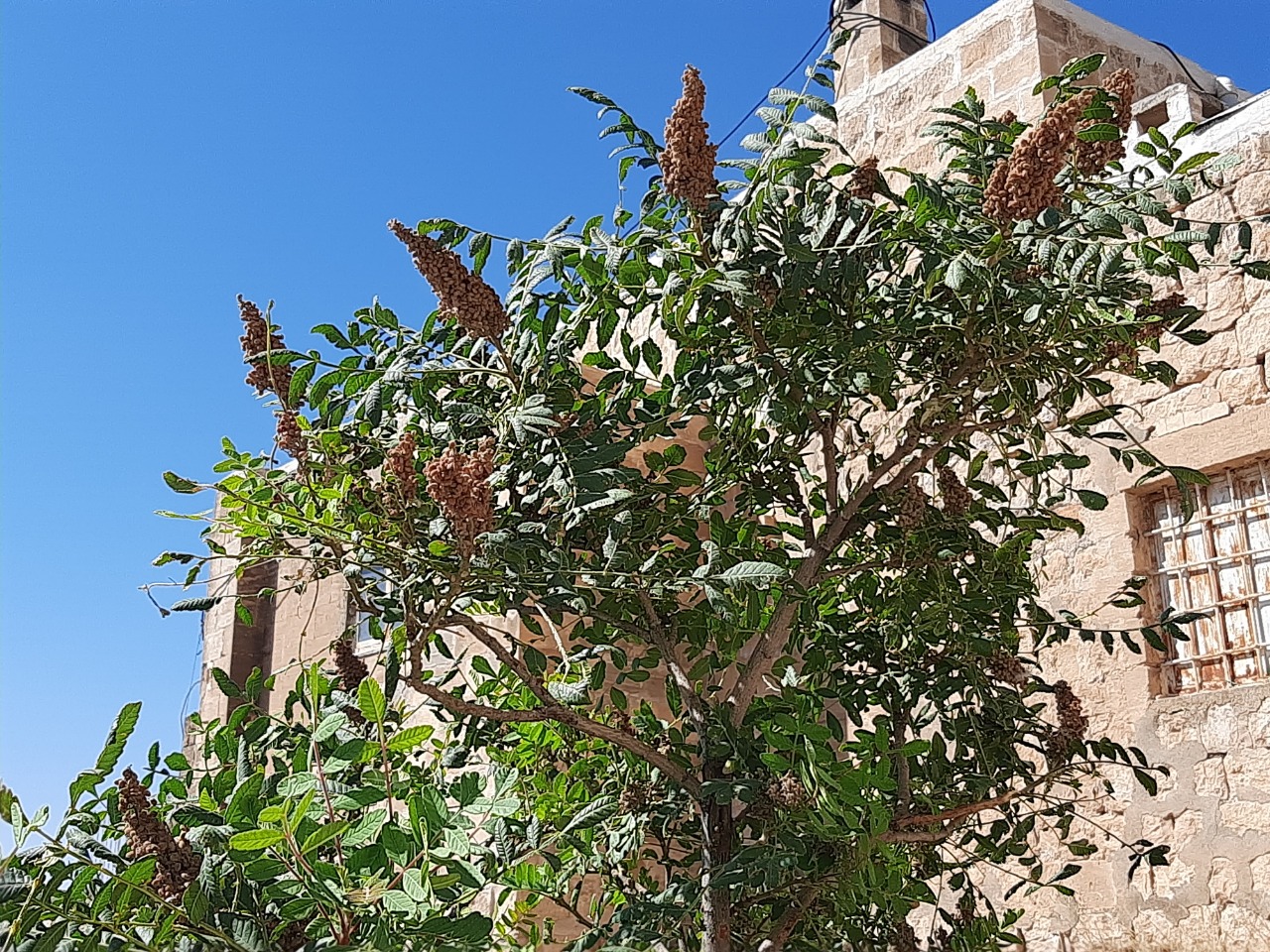 Rhus coriaria