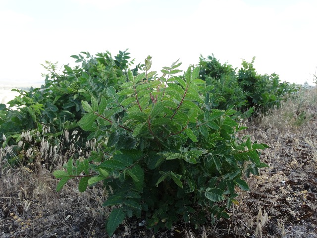 Rhus coriaria