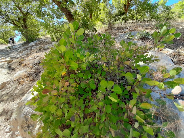 Cotinus coggygria