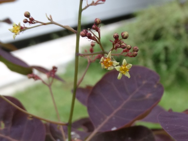 Cotinus coggygria