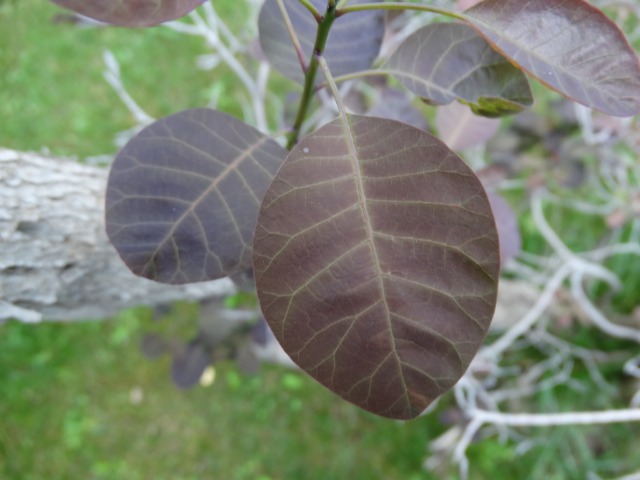 Cotinus coggygria