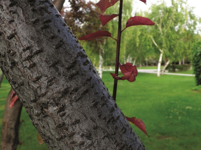 Prunus cerasifera