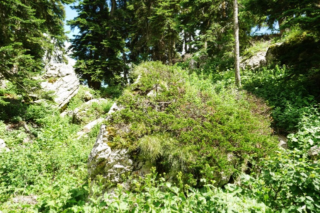 Juniperus sabina