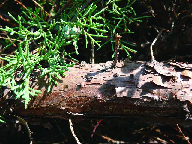 Juniperus sabina