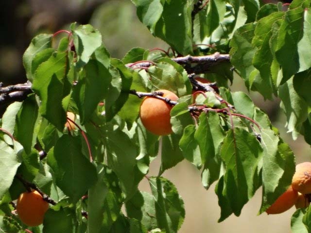 Prunus armeniaca