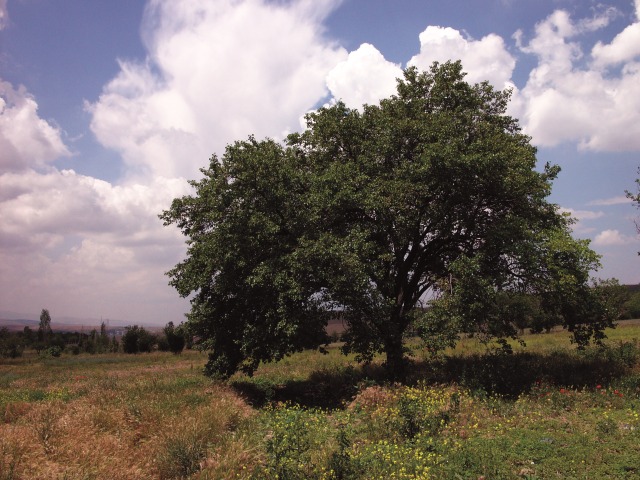 Prunus armeniaca