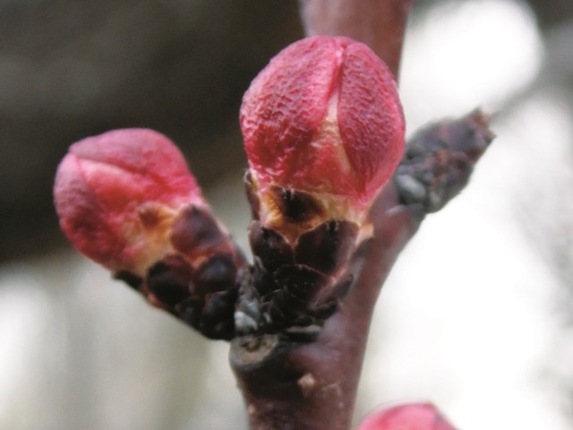 Prunus armeniaca