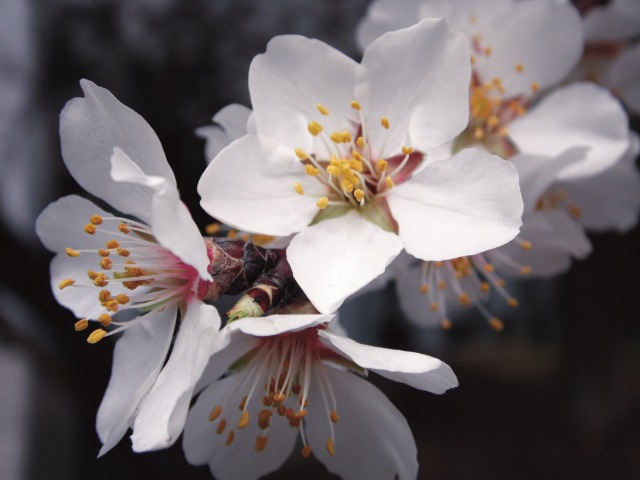 Prunus armeniaca