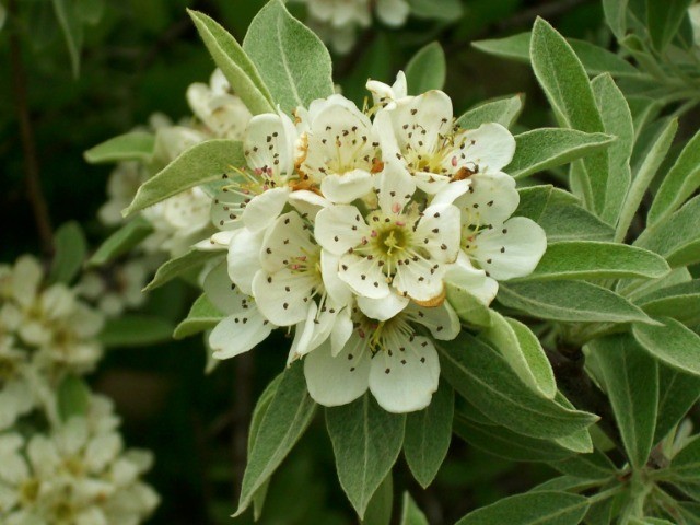 Pyrus elaeagnifolia