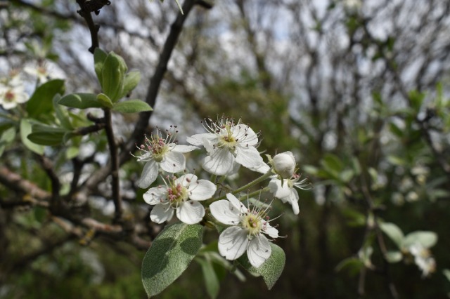 Pyrus elaeagnifolia