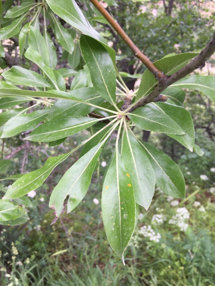 Pyrus elaeagnifolia