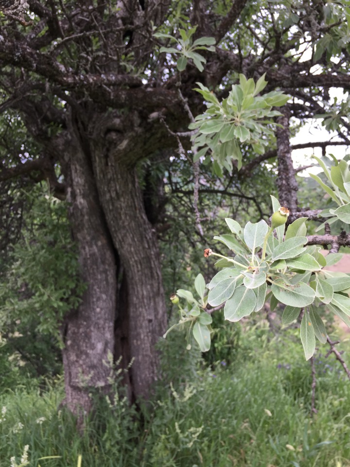 Pyrus elaeagnifolia